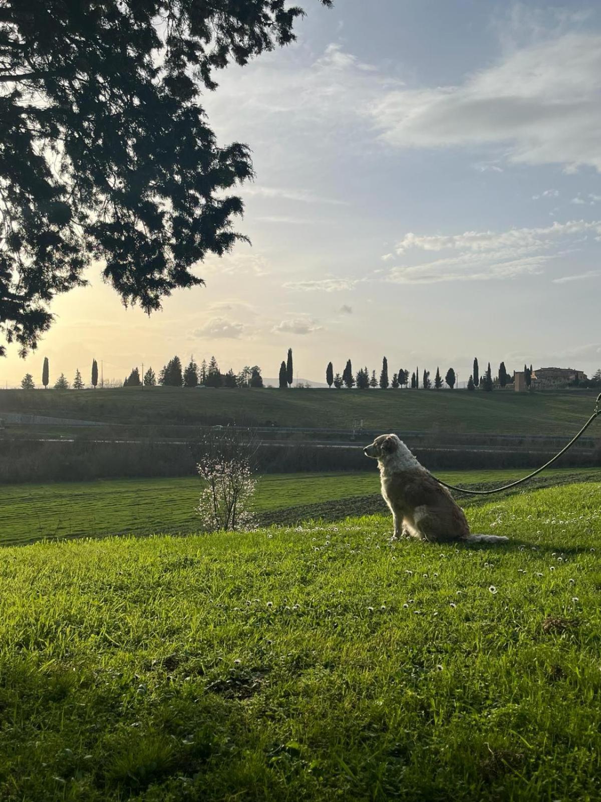 Agriturismo La Torre Di Monsindoli シエーナ エクステリア 写真